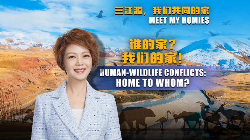 Sanjiangyuan__Finding_Harmony_Between_Humans_and_Wildlife_on_the_Plateau video poster