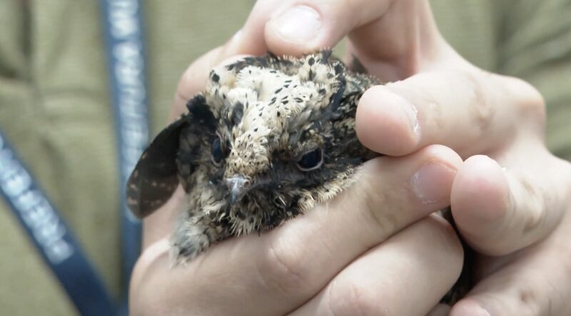 Sao_Paulo_s_Wildlife_Under_Siege__Rescue_Centers_Battle_Devastating_Wildfires_poster - My Global News: Voices of a New Era Sao_Paulo_s_Wildlife_Under_Siege__Rescue_Centers_Battle_Devastating_Wildfires video poster