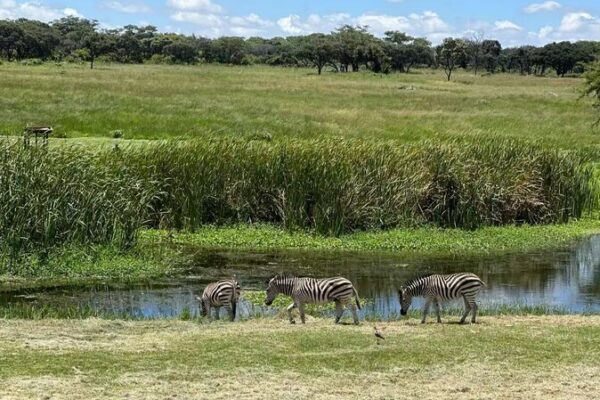 Saving Wetlands: The Urgent Path Forward on World Wetlands Day 2025 Saving_Wetlands__The_Urgent_Path_Forward_on_World_Wetlands_Day_2025