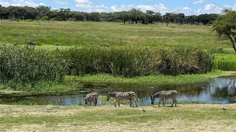 Saving_Wetlands__The_Urgent_Path_Forward_on_World_Wetlands_Day_2025