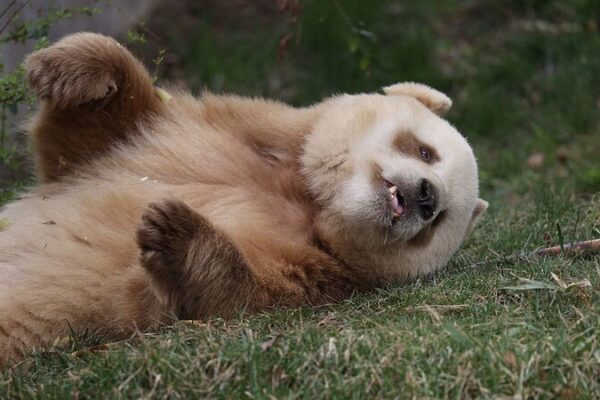 Scientists Uncover Gene Behind Rare Brown Giant Pandas Scientists_Uncover_Gene_Behind_Rare_Brown_Giant_Pandas