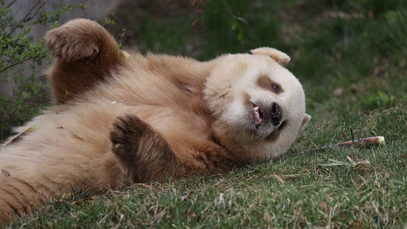 Scientists_Uncover_Gene_Behind_Rare_Brown_Giant_Pandas - My Global News: Voices of a New Era Scientists_Uncover_Gene_Behind_Rare_Brown_Giant_Pandas