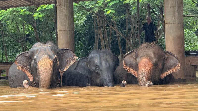 Severe_Flooding_Forces_Evacuations_in_Chiang_Mai_and_Elephant_Sanctuary