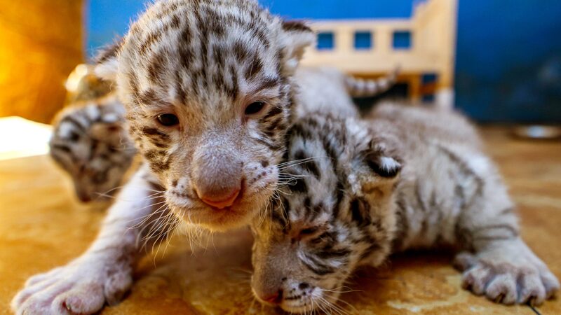 Shandong_Zoo_Celebrates_the_Birth_of_Three_Adorable_Bengal_Tiger_Cubs
