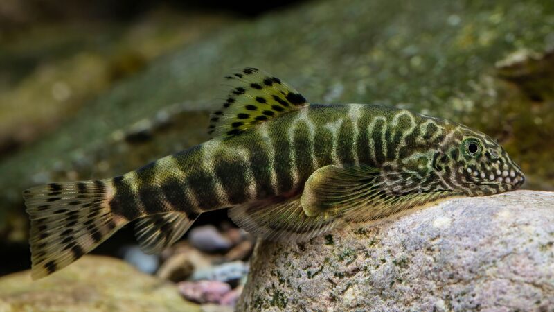 Shanghai_Ocean_University_Uncovers_Three_New_Fish_Species_in_Chinese_Waters