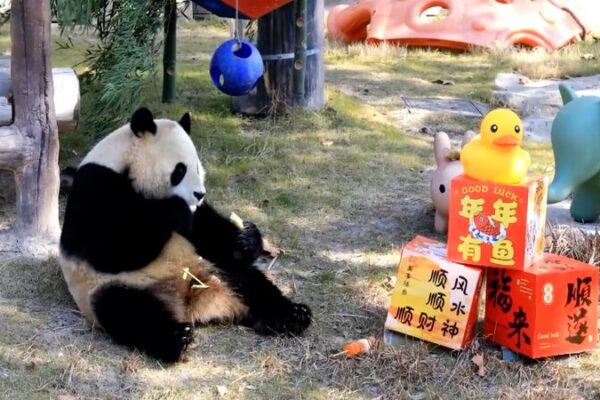 Shanghai Wild Animal Park Celebrates Little New Year with Customized Feasts Shanghai_Wild_Animal_Park_Celebrates_Little_New_Year_with_Customized_Feasts video poster