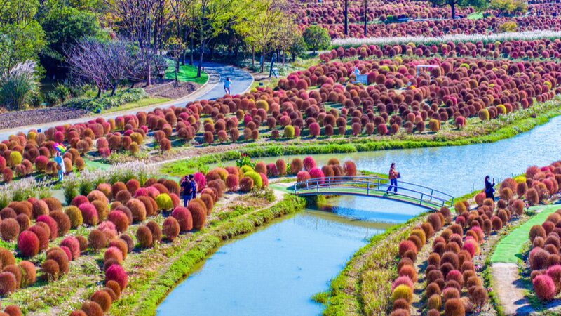 Shanghai_s_Broomsedge_Shrubs_Bloom_into_Instagram_Worthy_Beauty - My Global News: Voices of a New Era Shanghai_s_Broomsedge_Shrubs_Bloom_into_Instagram_Worthy_Beauty