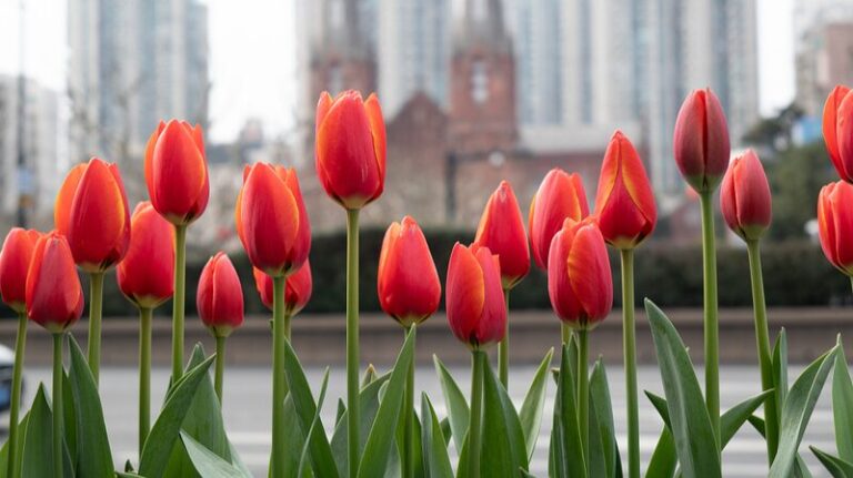 Shanghai_s_Spring_Spectacle__Vibrant_Tulips_in_Full_Bloom