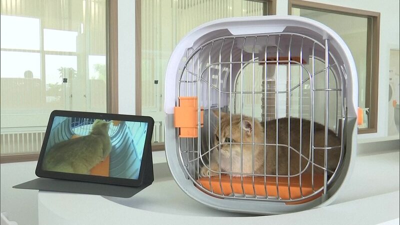 Shenzhen_Airport_Unveils_China_s_First_Pet_Friendly_Waiting_Lounge