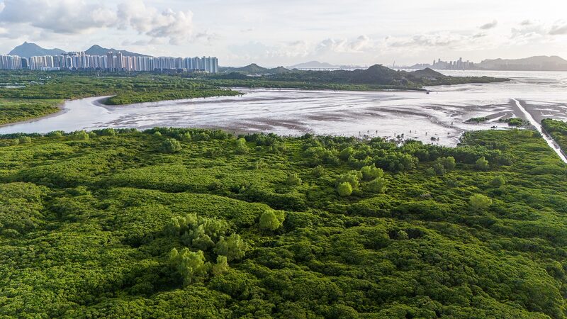 Shenzhen_and_Hong_Kong_Unite_to_Protect_Vital_Mangrove_Wetlands