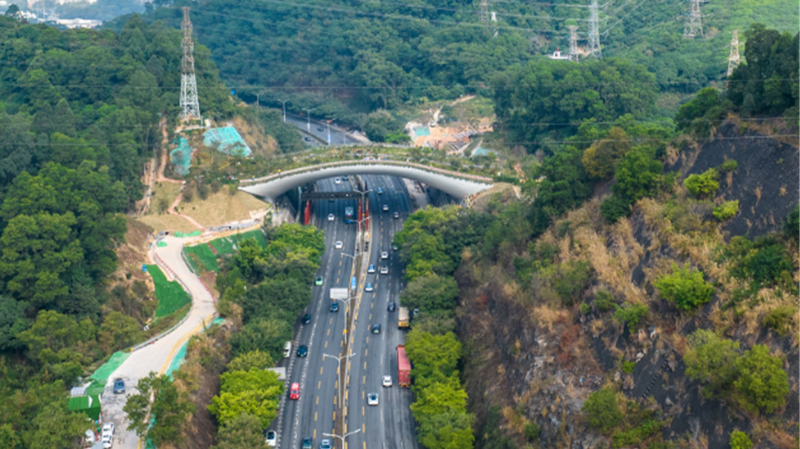 Shenzhen’s Kunpeng Trail No.1 Bridge: A Game-Changer for Wildlife Migration Shenzhen_s_Kunpeng_Trail_No_1_Bridge__A_Game_Changer_for_Wildlife_Migration