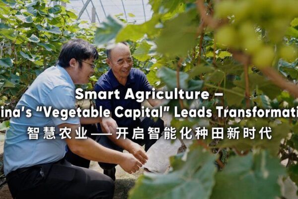 Shouguang: China’s Vegetable Capital Pioneers Smart Agriculture Shouguang__China_s_Vegetable_Capital_Pioneers_Smart_Agriculture video poster