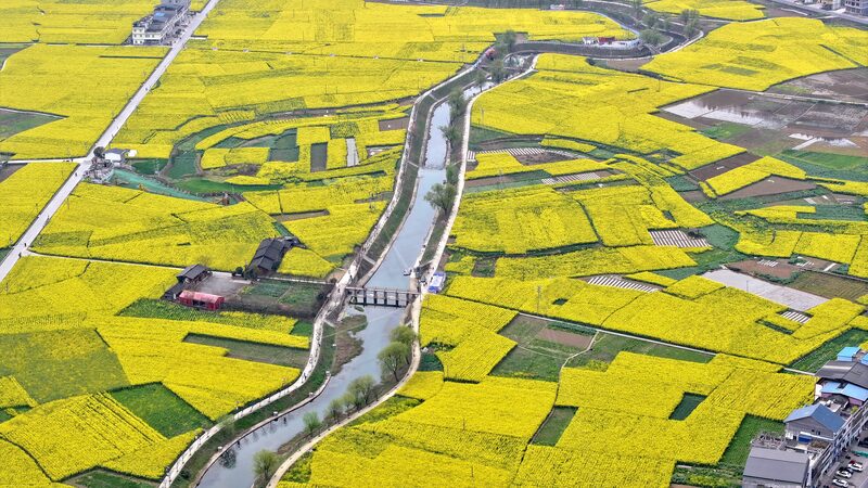 Sichuan Valley Transforms with Stunning Rapeseed Blooms Sichuan_Valley_Transforms_with_Stunning_Rapeseed_Blooms