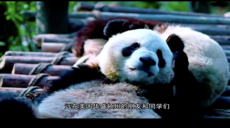 Sichuan_and_Washington_Mark_40_Years_of_Cross_Pacific_Friendship_poster - My Global News: Voices of a New Era Sichuan_and_Washington_Mark_40_Years_of_Cross_Pacific_Friendship video poster