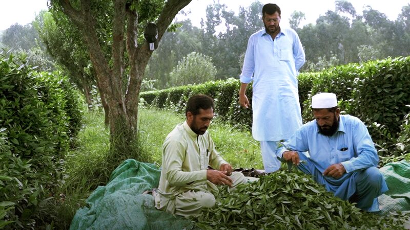 Silk Road Success: Chinese Investments Transform Pakistan’s Communities Silk_Road_Success__Chinese_Investments_Transform_Pakistan_s_Communities