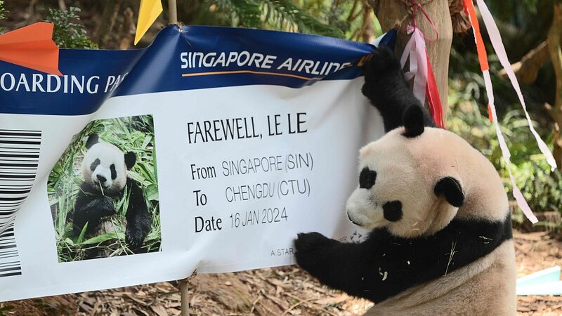 Singapore_Bids_Emotional_Farewell_to_Beloved_Panda_Le_Le - My Global News: Voices of a New Era Singapore_Bids_Emotional_Farewell_to_Beloved_Panda_Le_Le
