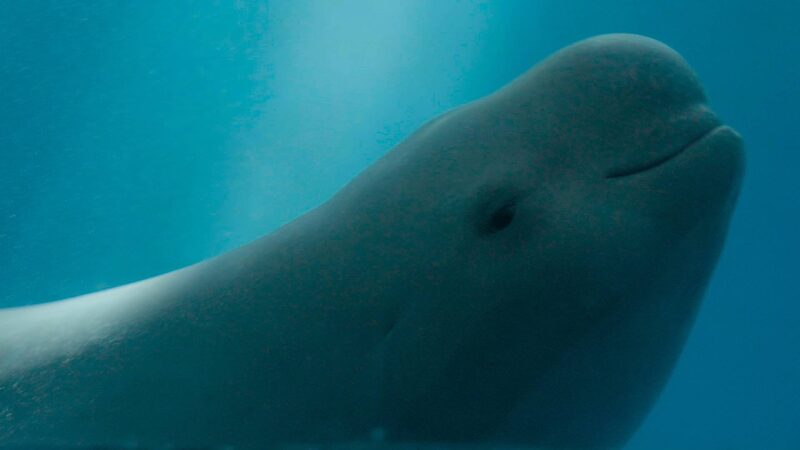 Smiling_Angels_of_the_Yangtze__Conservation_Success_of_Finless_Porpoises - My Global News: Voices of a New Era Smiling_Angels_of_the_Yangtze__Conservation_Success_of_Finless_Porpoises