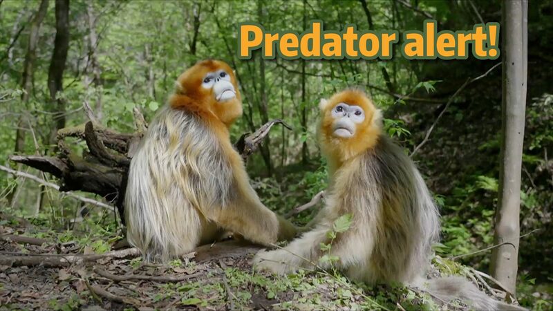Snub-Nosed Monkeys Master Survival Tactics in Wild Predator Alerts Snub_Nosed_Monkeys_Master_Survival_Tactics_in_Wild_Predator_Alerts video poster