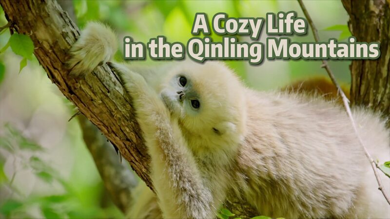 Snub-Nosed Monkeys Thrive in China’s Qinling Mountain Forests Snub_Nosed_Monkeys_Thrive_in_China_s_Qinling_Mountain_Forests video poster
