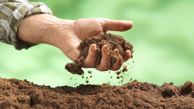 Sound_Waves_Boost_Soil_Fungi_Growth__Paving_Way_for_Eco_Restoration - My Global News: Voices of a New Era Sound_Waves_Boost_Soil_Fungi_Growth__Paving_Way_for_Eco_Restoration