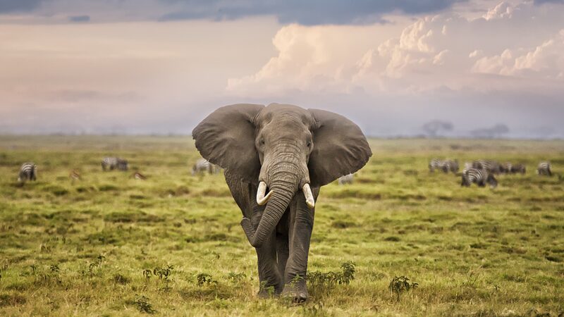 South_African_Elephant_Reserve_Celebrates_World_Elephant_Day