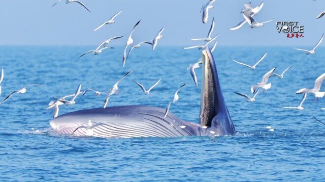 South_China_Sea_Showdown__China_and_Philippines_Battle_Over_Marine_Protection - My Global News: Voices of a New Era South_China_Sea_Showdown__China_and_Philippines_Battle_Over_Marine_Protection