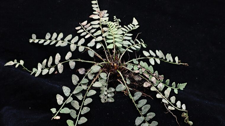 South_China_s_Hidden_Gem__New_Critically_Endangered_Fern_Species_Found - My Global News: Voices of a New Era South_China_s_Hidden_Gem__New_Critically_Endangered_Fern_Species_Found