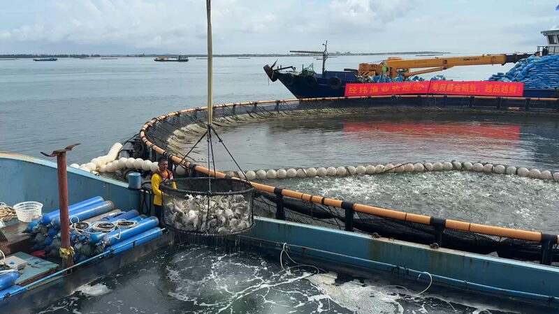 South China’s ‘Donut’ Ocean Farms Revolutionize Sustainable Aquaculture South_China_s__Donut__Ocean_Farms_Revolutionize_Sustainable_Aquaculture video poster