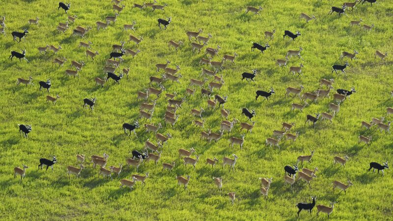 South Sudan’s Massive Antelope Migration Threatened by Rising Poaching South_Sudan_s_Massive_Antelope_Migration_Threatened_by_Rising_Poaching