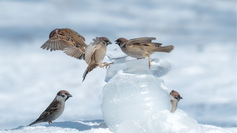 Sparrows Dance in the Snow: A Winter’s Delight in Daqing Park Sparrows_Dance_in_the_Snow__A_Winter_s_Delight_in_Daqing_Park