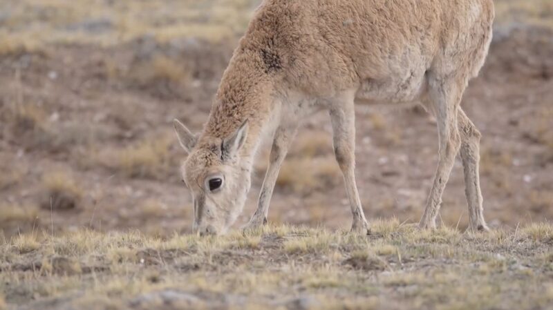 Spectacular Annual Migration: Tibetan Antelopes Journey to Hoh Xil Spectacular_Annual_Migration__Tibetan_Antelopes_Journey_to_Hoh_Xil video poster
