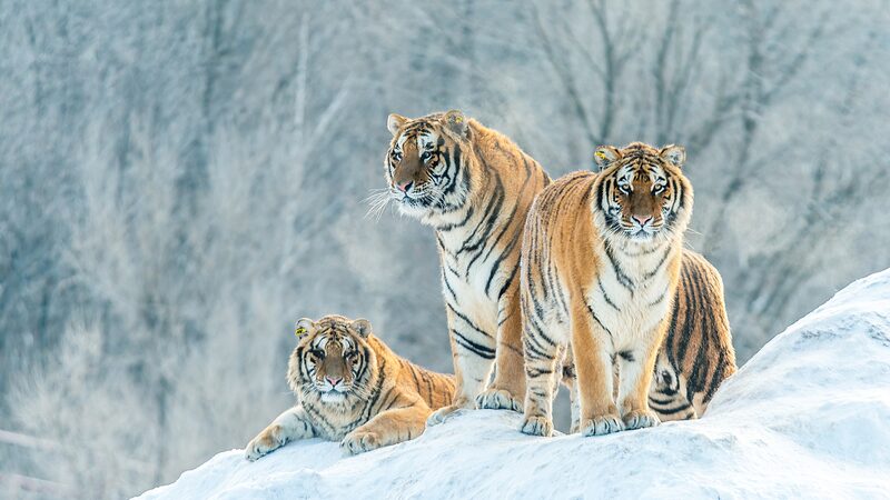 Spring Awakens NE China’s National Park: Siberian Tigers Thrive Spring_Awakens_NE_China_s_National_Park__Siberian_Tigers_Thrive video poster