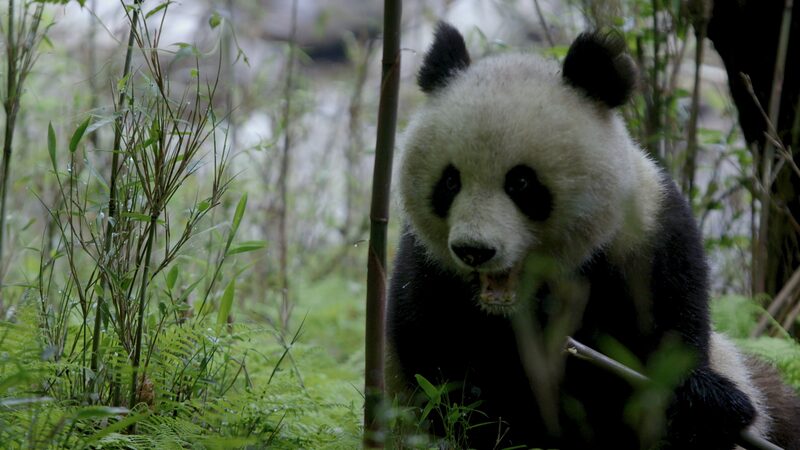 Spring Awakens: Qinling Pandas Feast on Growing Bamboo Spring_Awakens__Qinling_Pandas_Feast_on_Growing_Bamboo video poster