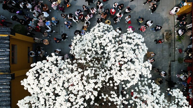 Spring_Blooms__A_500_Year_Old_Magnolia_Shines_at_Hangzhou_s_Faxi_Temple - My Global News: Voices of a New Era Spring_Blooms__A_500_Year_Old_Magnolia_Shines_at_Hangzhou_s_Faxi_Temple