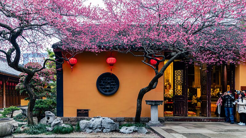 Spring_Blooms__Ancient_Red_Plum_Blossoms_Illuminate_Huzhou_s_Tiefosi_Temple