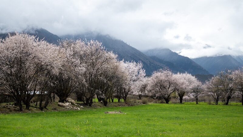 Spring_Blooms__Discover_Nyingchi_s_Wild_Peach_Blossom_Valley video poster