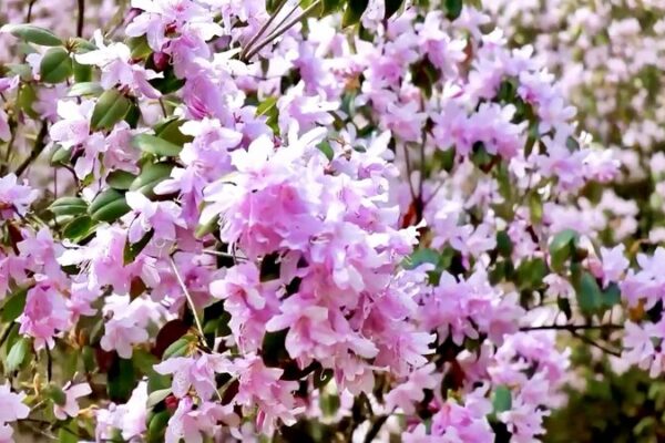 Spring_Blooms__Discover_the_Vibrant_Azaleas_of_Fanjing_Mountain video poster