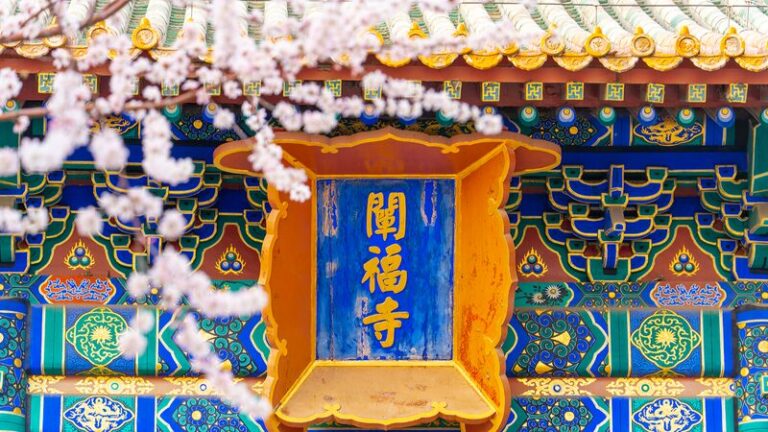 Spring_Blooms__Mountain_Peach_Trees_Illuminate_Beijing_s_Historic_Beihai_Park