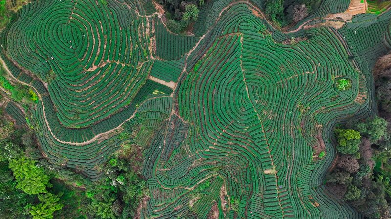 Spring_Blooms__Sichuan_s_Historic_Tea_Gardens_Unfold_in_Vibrant_Terraces