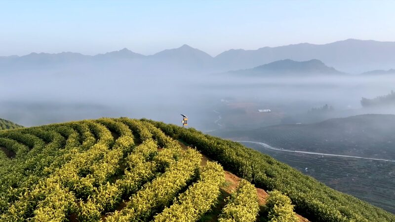 Spring_Blossoms__Liuxi_Village_s_Tea_Harvest_Shines_in_Anhui_Province_poster - My Global News: Voices of a New Era Spring_Blossoms__Liuxi_Village_s_Tea_Harvest_Shines_in_Anhui_Province video poster