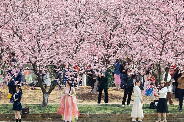 Spring Splendor Unfolds at Nanjing’s Historic Botanical Garden Spring_Splendor_Unfolds_at_Nanjing_s_Historic_Botanical_Garden