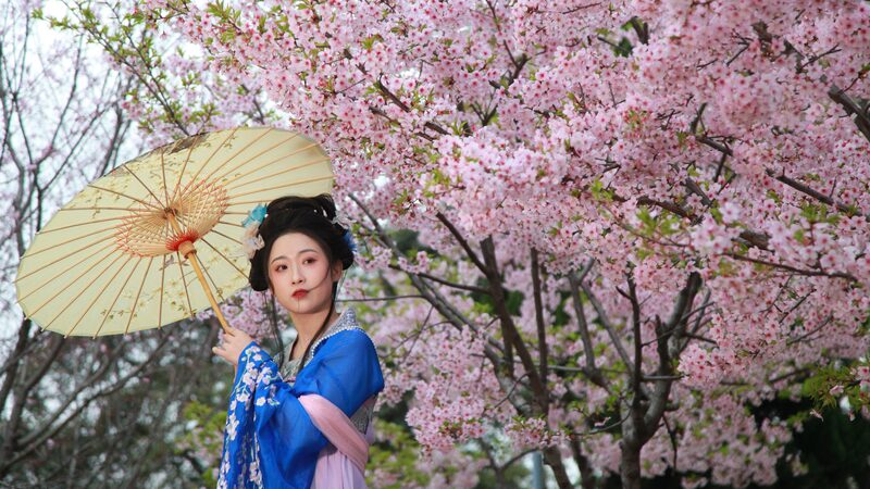 Spring Splendor: Cherry Blossoms Illuminate Nanjing’s Xuanwu Lake Park Spring_Splendor__Cherry_Blossoms_Illuminate_Nanjing_s_Xuanwu_Lake_Park