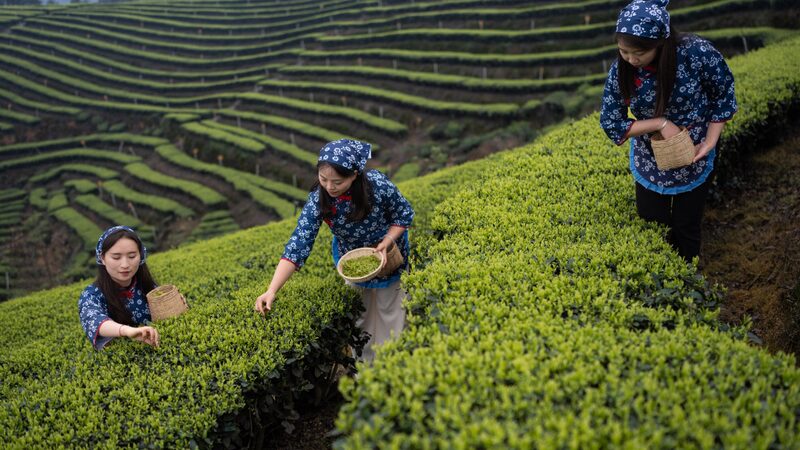 Spring_Tea_Harvest_Begins_in_Sichuan_s_Lush_Gardens - My Global News: Voices of a New Era Spring_Tea_Harvest_Begins_in_Sichuan_s_Lush_Gardens