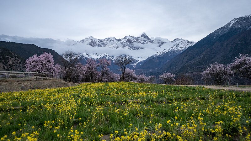 Spring_in_Nyingchi__A_Blooming_Paradise_of_Peach_Blossoms_poster - My Global News: Voices of a New Era Spring_in_Nyingchi__A_Blooming_Paradise_of_Peach_Blossoms video poster
