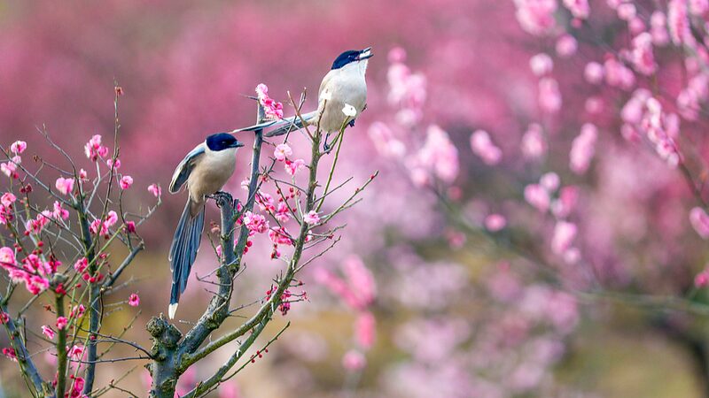 Spring_s_Awakening__China_Embraces_Rain_Water_Solar_Term - My Global News: Voices of a New Era Spring_s_Awakening__China_Embraces_Rain_Water_Solar_Term