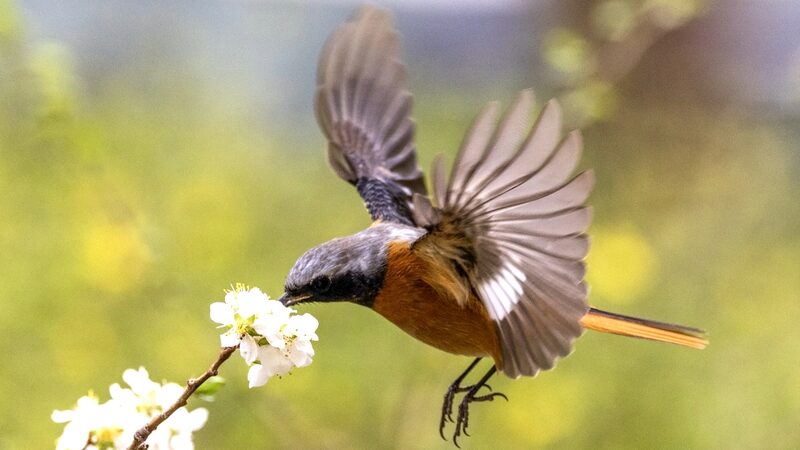 Springtime_Bliss__Red_Flanked_Bluetails_Return_to_Beijing_Suburbs