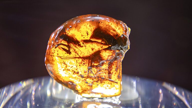Stunning_Swedish_Amber_Jewelry_Shines_at_2024_CIIE_in_Shanghai