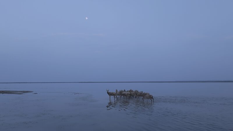 Success in Jiangsu: Milu Deer Population Soars in Dafeng Reserve Success_in_Jiangsu__Milu_Deer_Population_Soars_in_Dafeng_Reserve video poster