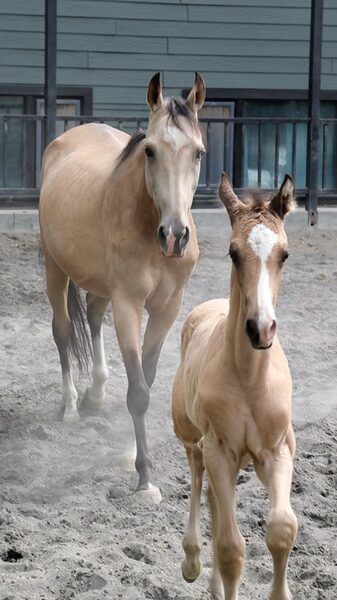 Summer_Bliss__Animals_Thrive_at_Urumqi_s_Xinjiang_Ancient_Ecological_Park video poster
