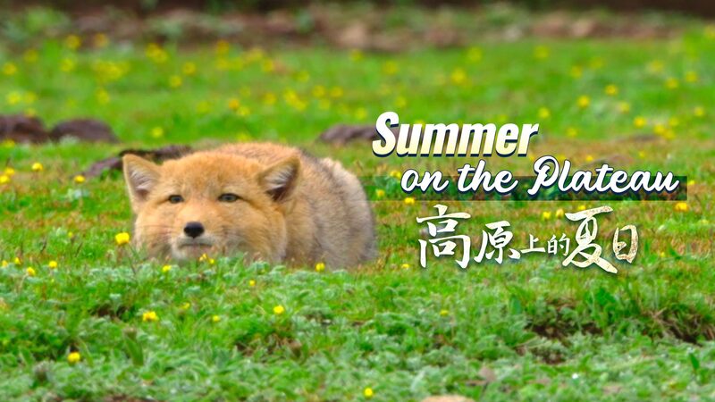 Summer_Showdown_on_Qinghai_Plateau__Tibetan_Foxes_vs__Marmots video poster